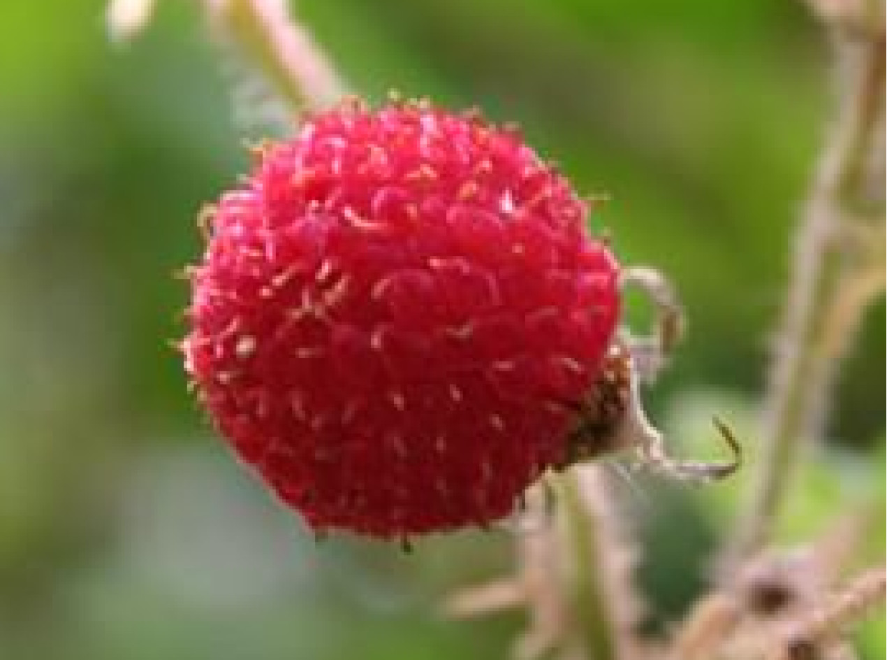 Thimbleberry Seeds-California 