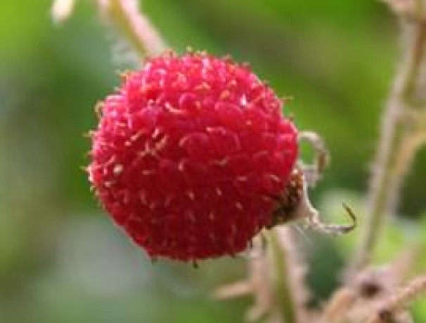 Thimbleberry Seeds-California 