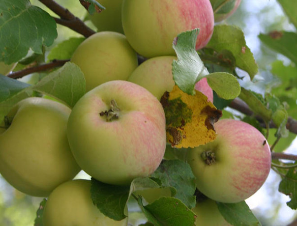 Wild Apple Seeds