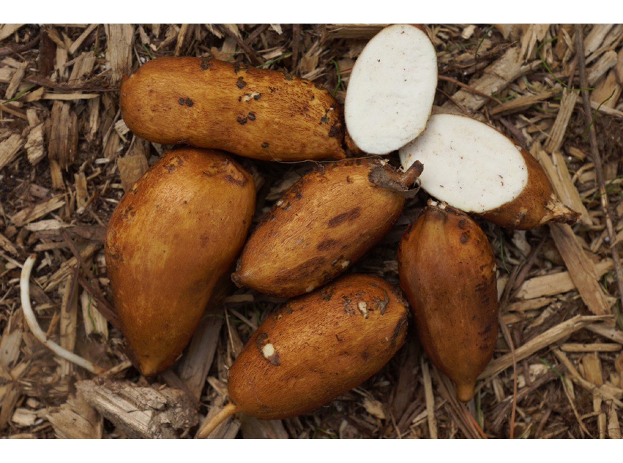 groundnut tree