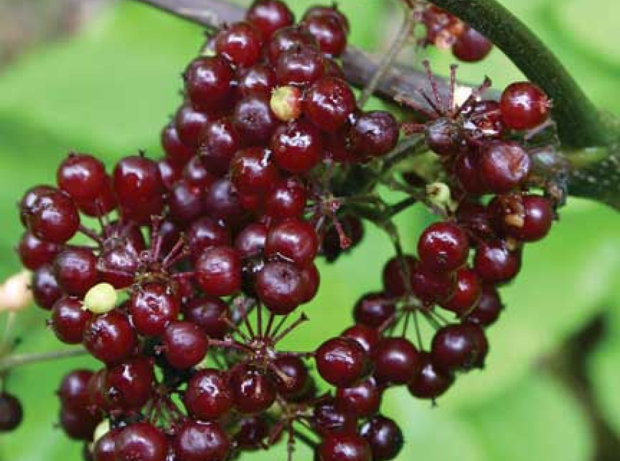 Spikenard Seeds