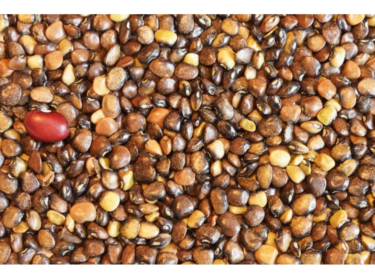 Wild Bean Seeds-The Thicket Bean