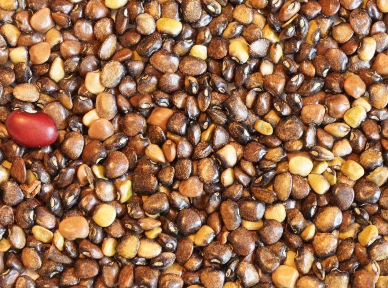 Wild Bean Seeds-The Thicket Bean