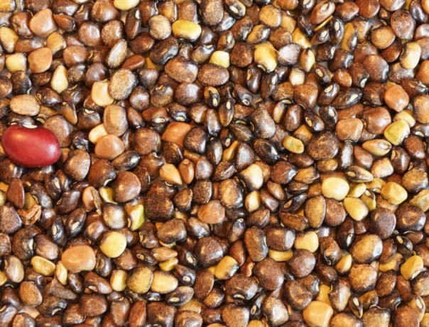 Wild Bean Seeds