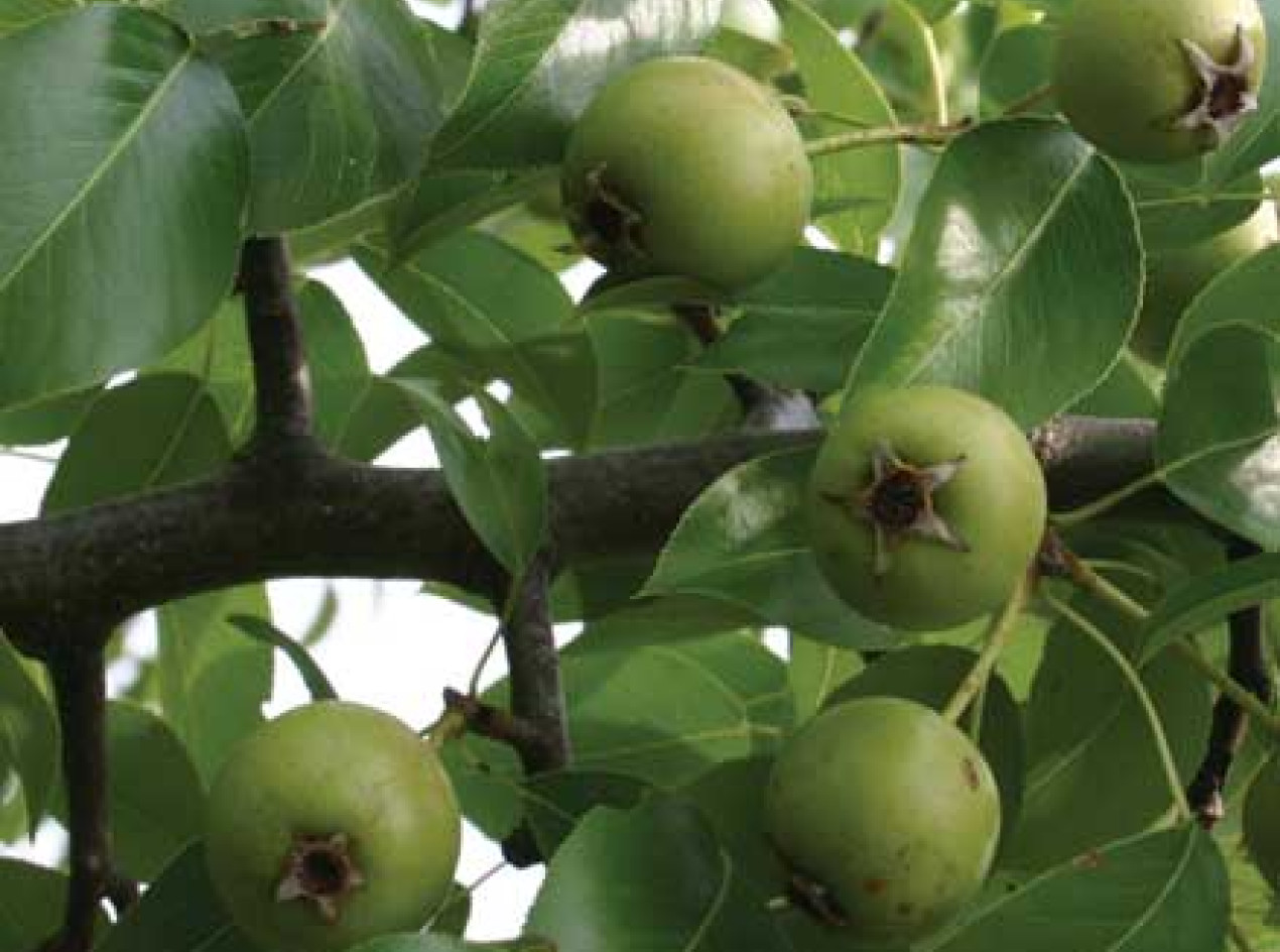 Almond-Leaf Pear Seeds