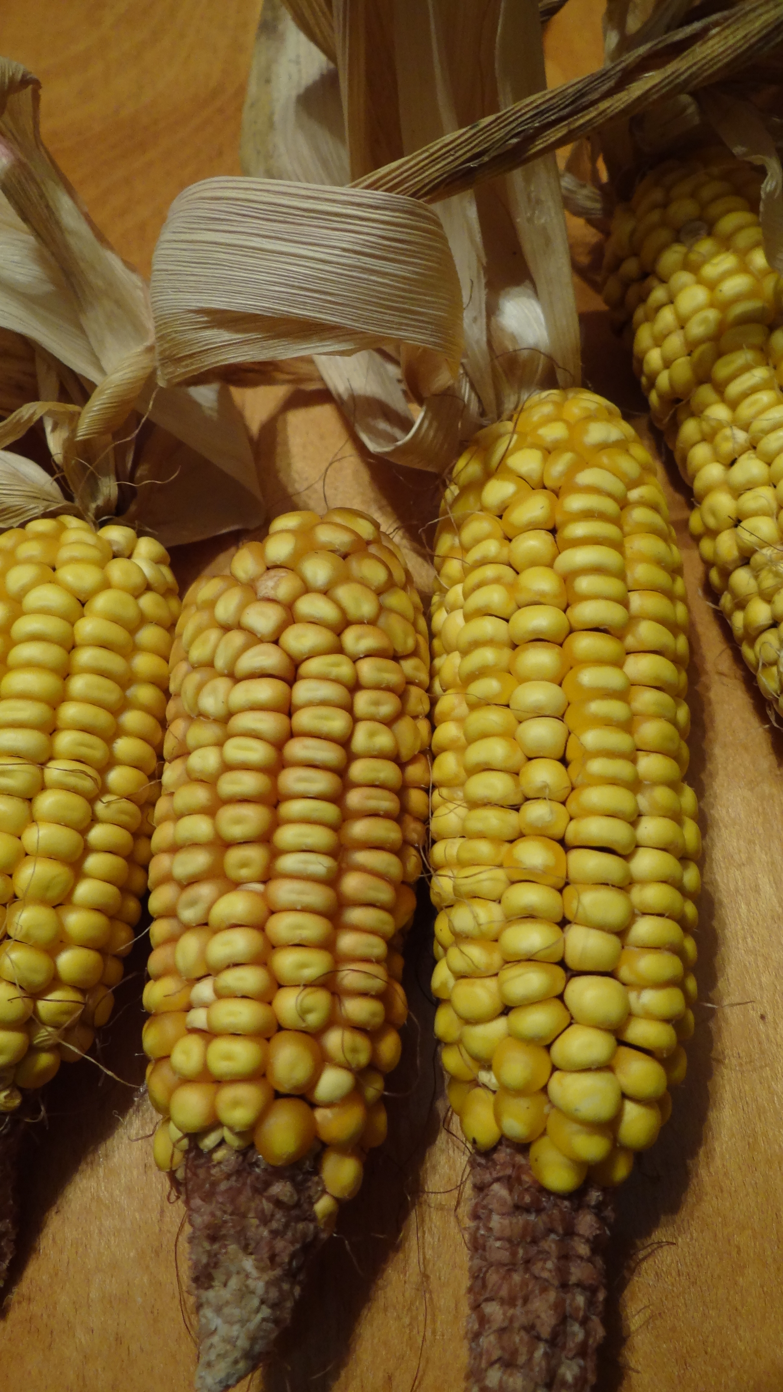 Seeds – OIKOS Tree Crops