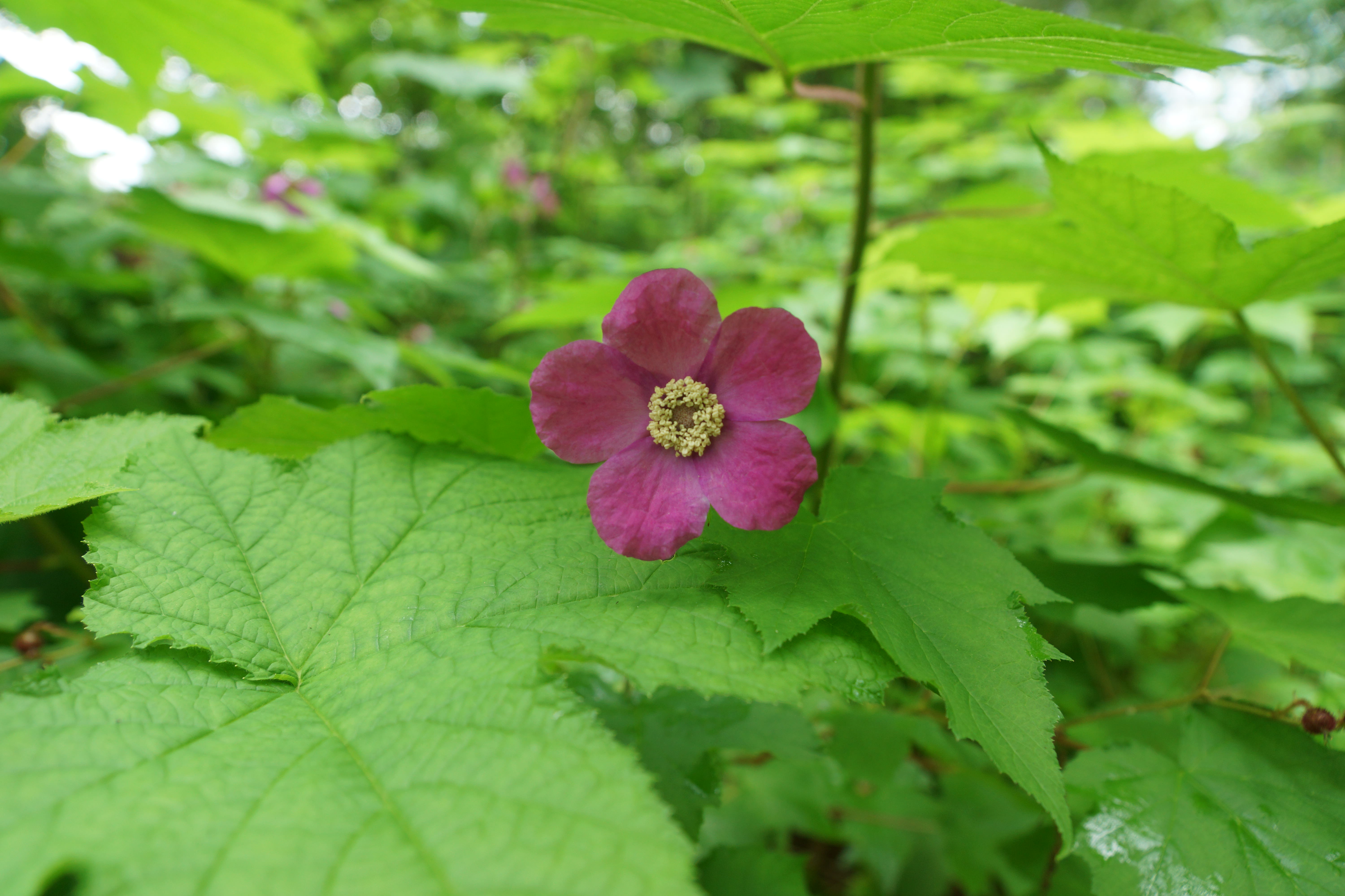 Pink Thimbleberry 4 OIKOS Tree Crops